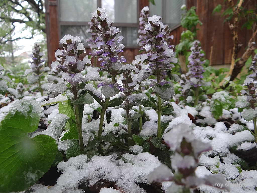 Mother's Day snow May 10, 2015 Jamestown, ND  - CSi Photos